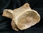 Woolly Rhinoceros Scapula Bone (Partial) - Late Pleistocene #3449-4
